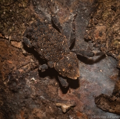 Poropterus variabilis