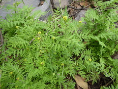 Descurainia myriophylla