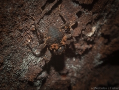 Methidrysis afflicta