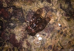 Pterogenia latericia