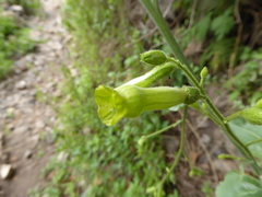 Nicotiana paniculata