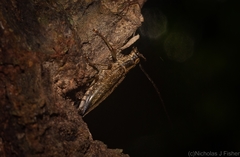 Temnosternus planiusculus