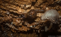 Stanisicarion aquila