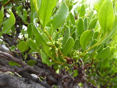Muehlenbeckia hastulata