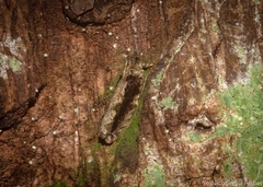 Metrioglypha phyllodes