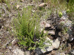 Cheilanthes pruinata