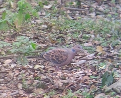 Streptopelia orientalis