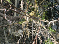 Phylloscopus collybita