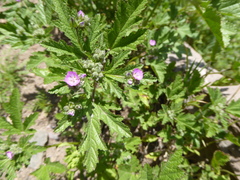 Fuertesimalva peruviana