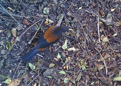 Turdus rubrocanus