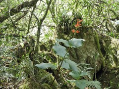 Sinningia macrostachya