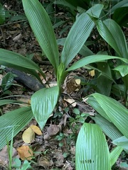 Molineria capitulata