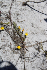 Aspalathus retroflexa retroflexa