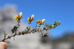 Aspalathus retroflexa retroflexa