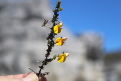 Aspalathus retroflexa retroflexa