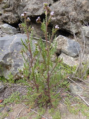 Phacelia pinnatifida