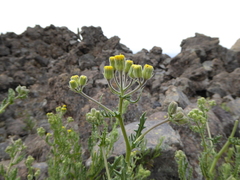 Senecio attenuatus
