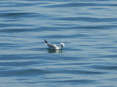 Chroicocephalus ridibundus