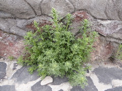 Laennecia artemisiifolia