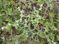 Pectocarya linearis linearis