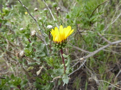 Grindelia tarapacana
