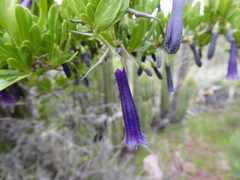 Dunalia spinosa