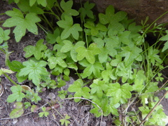 Bowlesia sodiroana