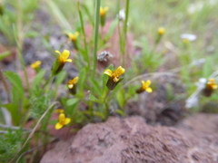 Heterosperma diversifolium
