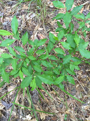 Ditrysinia fruticosa