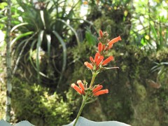 Sinningia macrostachya