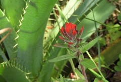Castilleja arvensis pastorei