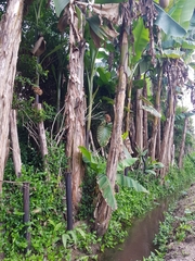 Musa basjoo