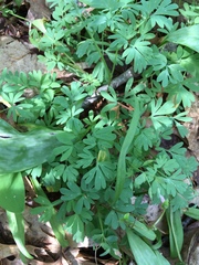 Corydalis solida