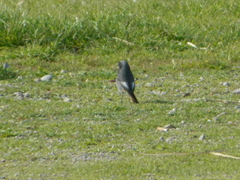 Phoenicurus ochruros