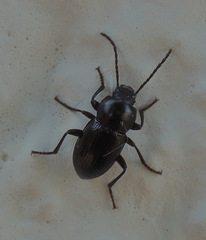 Helopini