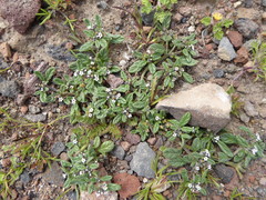 Heliotropium microstachyum