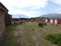 Senecio adenophyllus