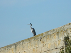 Ardea cinerea