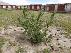 Senecio adenophyllus