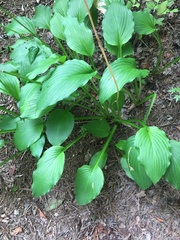 Hosta sieboldiana