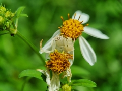 Thomisus spectabilis