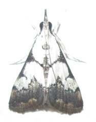 Autocharis
