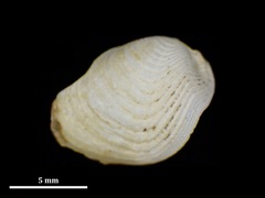 Martesia striata