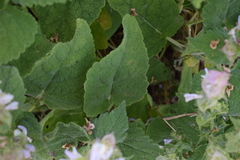 Salvia sclarea