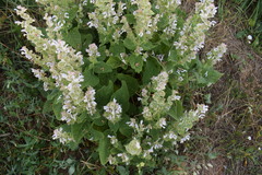 Salvia sclarea