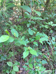 Ditrysinia fruticosa