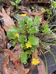 Goodenia hederacea alpestris