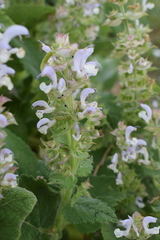 Salvia sclarea
