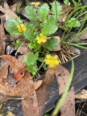 Goodenia hederacea alpestris
