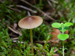 Mycena viridimarginata